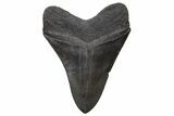 Serrated, Fossil Megalodon Tooth - South Carolina #236073-1